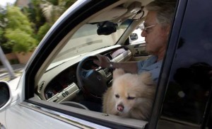 Cute and dangerous: Having pets in your lap while driving is a serious distraction. 
