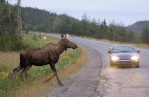 Animal collisions are on the rise, and they can be life-threatening to wildlife and humans.