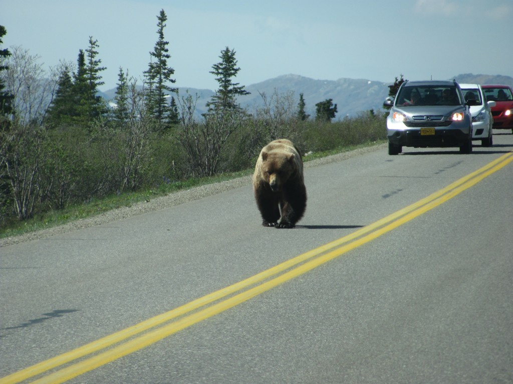 bear-on-road