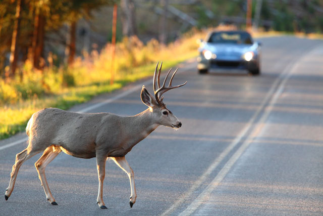 Deer - car collisions occur most frequently among all wildlife incidents.